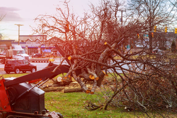 Tree and Shrub Care